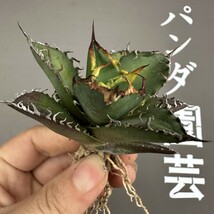 N70 【パンダ園芸】アガベ 多肉植物 チタノタ シーザー　凱撒 優良血統超極上棘 美株 発根済み_画像2