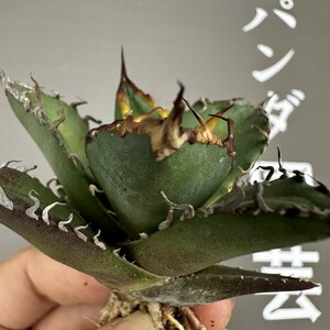 N70 【パンダ園芸】アガベ 多肉植物 チタノタ シーザー　凱撒 優良血統超極上棘 美株 発根済み