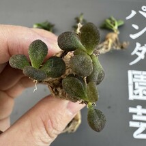 P32 【パンダ園芸】Tylecodon sulphureus (Pofadder, RSA)/チレコドン スルフレウス//多肉植物大株5株_画像6