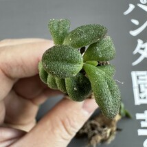 P58 【パンダ園芸】Tylecodon sulphureus (Pofadder, RSA)/チレコドン スルフレウス//多肉植物大株5株_画像8