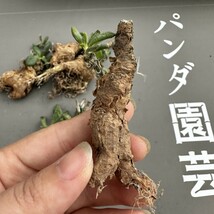 R7 【パンダ園芸】Tylecodon sulphureus (Pofadder, RSA)/チレコドン スルフレウス//多肉植物大株5株_画像10