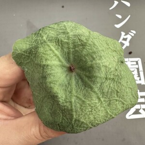 R13 【パンダ園芸】塊根性 クラッスラ ウンベラ ワインカップ Crassula umbella Wine-Cup 多肉植物 サボテン エケベリア チレコドン