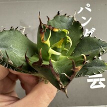 R56 【パンダ園芸】アガベ チタノタ 多肉植物 蟹 カニ強棘 極上株発根済み_画像1