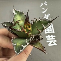 R60 【パンダ園芸】アガベ 多肉植物 チタノタ シーザー　凱撒 優良血統超極上棘 美株 発根済み_画像7