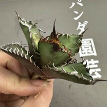 R60 【パンダ園芸】アガベ 多肉植物 チタノタ シーザー　凱撒 優良血統超極上棘 美株 発根済み_画像9