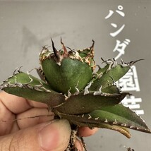 R61 【パンダ園芸】アガベ 多肉植物 チタノタ シーザー　凱撒 優良血統超極上棘 美株 発根済み_画像6