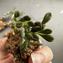 S62 【パンダ園芸】Tylecodon sulphureus (Pofadder, RSA)/チレコドン スルフレウス//多肉植物大株3株_画像8