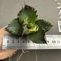 V20 【パンダ園芸】アガベ チタノタ 多肉植物 蟹 カニ強棘 極上株発根済み_画像8