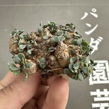 W2 【パンダ園芸】特選 多肉植物 珍奇塊根植物 コーデックス　オトンナ カカリオイデス(実生)大株 多頭 _画像3