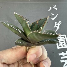 X23 【パンダ園芸】特選 アガベ 多肉植物 チタノタ 狼人 強棘 極上株 発根済み _画像7