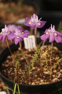 L8 【パンダ園芸】特選 珍奇植物Moraea tortilis 3株