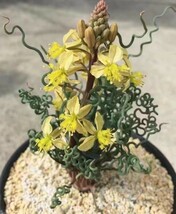 L12 【パンダ園芸】多肉植物 Bulbine torta ブルビネ トルタ 5株 _画像1