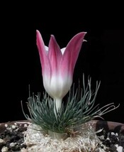 M37 【パンダ園芸】貴重植物 現地株 ゲチリス　グランディフローラ Gethyllis grandiflora_画像1