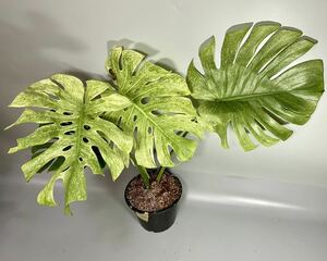 モンステラ デリシオーサ ミント斑Monstera deliciosa Mint variegata 