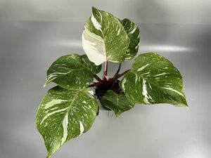 「204」フィロデンドロン・ホワイト・ナイトマーブル　斑入り　Philodendron White Knight Marble 