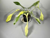 「101」フィロデンドロン　ジョーピー　ミント　斑入り　Philodendron Joepii Mint variegated _画像1
