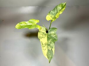 「22」フィロデンドロン・ビペンニフォリウム・ヴァイオリン 斑入り　Philodendron bipennifolium ‘Violin’ Variegated 観葉植物 