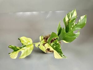 「856」Monstera Rhaphidophora tetrasperma variegata ラフィドフォラ テトラスペルマ斑入り ヒメモンステラ斑入り