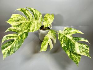 「55」エピプレムナムピナツム ゴールデンフレイム　斑入り　Epipremnum Golden Flame Variegated