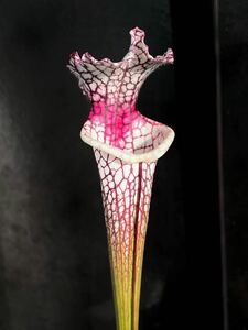 S. leucophylla red stripe throat サラセニア Sarracenia 食虫植物