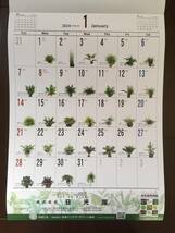 新品★熱帯植物図鑑　2024年壁掛けカレンダー_画像2