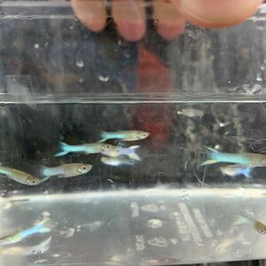 ★即決★熱帯魚★ジャパンブルー エンドラーズ グッピー ３ペアーセット