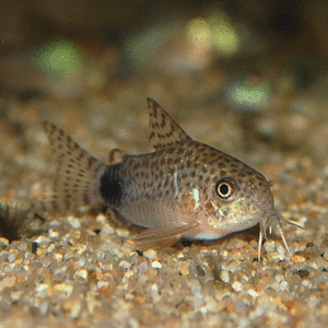 ★即決★コリドラスカウディマキュラータス 1匹 掃除屋さん カウディマクラータス　熱帯魚