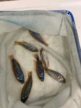 ★即決★熱帯魚★ アウロノカラ・メイランディ ３匹セット ±４～５ｃｍ_画像1