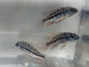 ★即決★熱帯魚★プロトメラス・タエニオラータス ３匹セット ±4ｃｍ