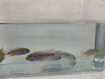 ★即決★熱帯魚★ アウロノカラ・メイランディ ３匹セット ±４～５ｃｍ_画像3