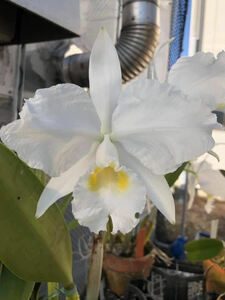 ◆◇洋蘭カトレアC.lueddemanniana var.alba　'Caballero'◇◆