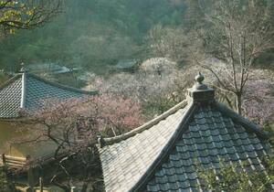 ☆◎ 鎌倉 ◎【瑞泉寺】『桃 花』の咲く季節◇絵葉書◇神奈川県◇