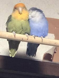 コザクラインコ　２個セット