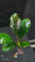 ★発色最強【TB便】Bucephalandra sp.Semadang 2016年便 ブセファランドラ スマダン 熱帯植物 水草 熱帯葉族_画像3