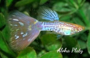 ★RRE.A 特選アクアマリン ピンクコブラ 3ペアセット★Aloha Platy★