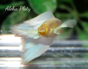 ★RRE.A サンセットドイツ ガルウィング 2ペア＋リボン♀の5匹セット★Aloha Platy★