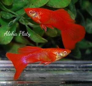 ★RRE.A サンセット フルレッドタキシード 3ペアセット★Aloha Platy★