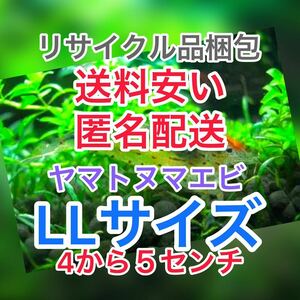 ヤマトヌマエビ　20(15＋5匹死着保証)＋αオマケ苔取り 水槽 ラージ　釣り餌　セール　LL 大　匿名配送　高知産　リサイクル梱包