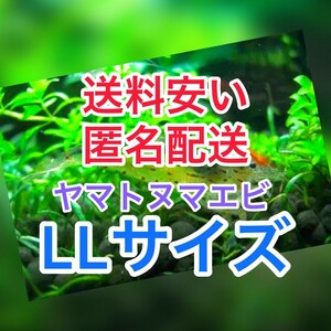 ヤマトヌマエビ　60(50＋10匹死着保証)＋α苔取り 水槽 淡水エビ 釣り餌　セール　熱帯魚　水草　ラージ　LL　大　匿名配送　高知産