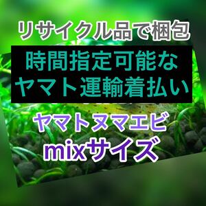 ヤマトヌマエビ　50(45＋5匹死着保証)＋α苔取り 水槽 淡水エビ 釣り餌　セール　水草　高知産　リサイクル梱包