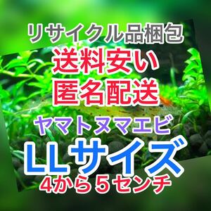 ヤマトヌマエビ　30(25＋5匹死着保証)＋αオマケ苔取り 水槽 ラージ　釣り餌　セール　LL 大　匿名配送　高知産　リサイクル梱包