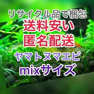 ヤマトヌマエビ　50(45＋5匹死着保証)＋αオマケ　苔取り 水槽 淡水エビ 釣り餌　セール　水草　匿名配送　高知産　リサイクル梱包