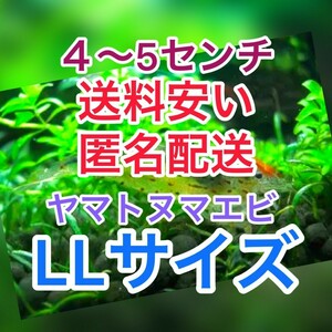 ヤマトヌマエビ　100(90＋10匹死着保証)＋α苔取り 水槽 淡水エビ 釣り餌　セール　熱帯魚　水草　ラージ　LL　大　匿名配送　高知産