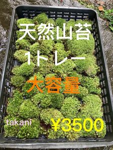 天然のヤマゴケ　山苔　マンジュウゴケ　大容量　1トレー分