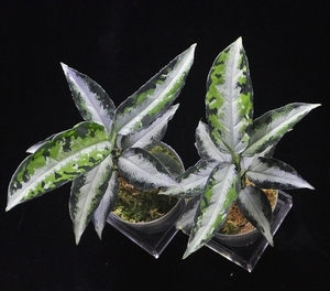 アグラオネマ ピクタム "キャッスル"【AZ1012-10b】Aglaonema pictum AZ便　