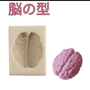 脳 型 レジン 粘土 石膏 シリコン モールド 脳みそ 人体 ミニチュア ハンドメイド 臓器