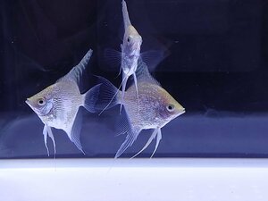 熱帯魚　ゴールデンダイヤモンドエンゼル　３匹セット　５㎝前後