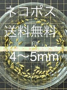 コオロギ　SSサイズ　4mm-5mm 500匹+20％　生き餌ヨーロッパイエコオロギ