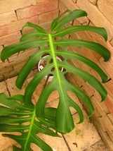 モンステラ　デリシオーサ　スケルトン(Monstera deliciosa var.Skelton special original clone)_画像1