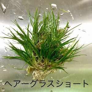 水草　ヘアーグラスショート 送料無料